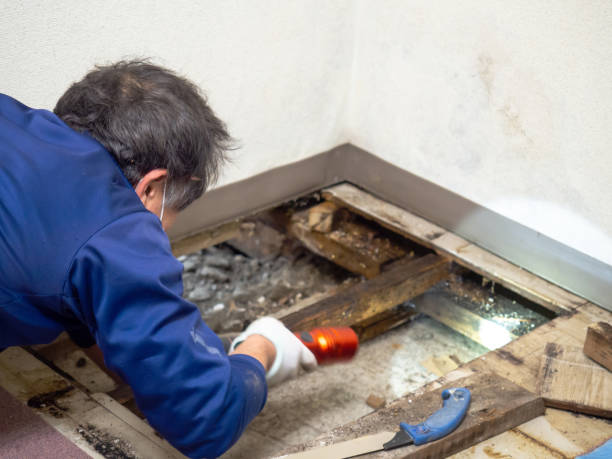 Best Mold Damage Repair  in Woodville, WI