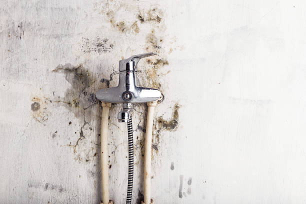 Best Commercial Mold Removal  in Woodville, WI