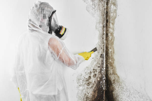 Attic Mold Removal in Woodville, WI