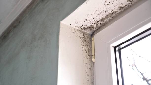Crawl Space Mold Removal in Woodville, WI