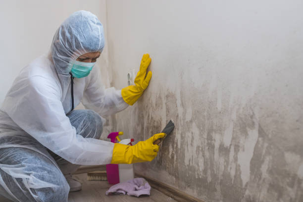 Best Affordable Mold Removal  in Woodville, WI