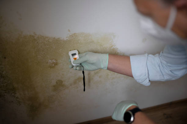 Best Mold Remediation  in Woodville, WI