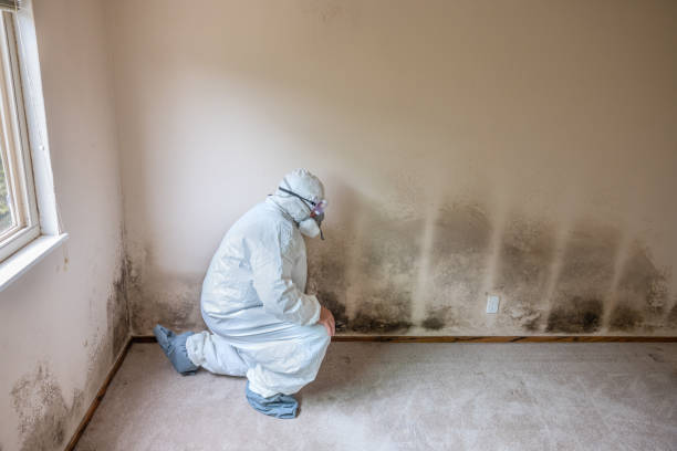 Best Mold Cleaning Services  in Woodville, WI