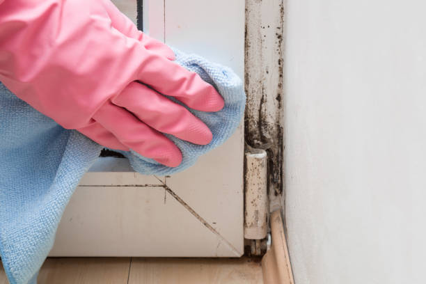 Best Mold Testing  in Woodville, WI