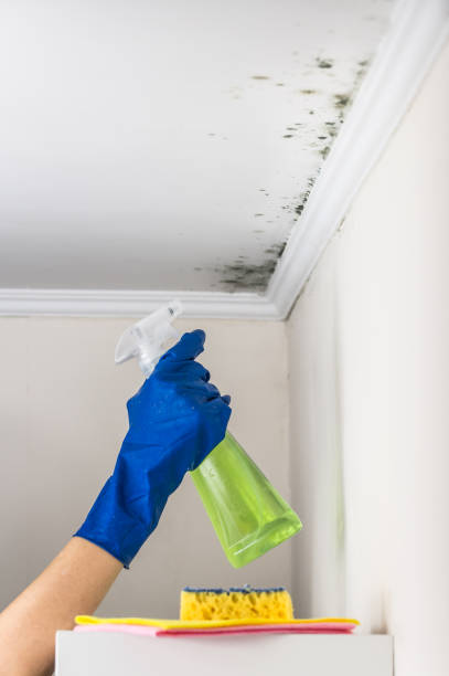 Best Water Damage Restoration  in Woodville, WI